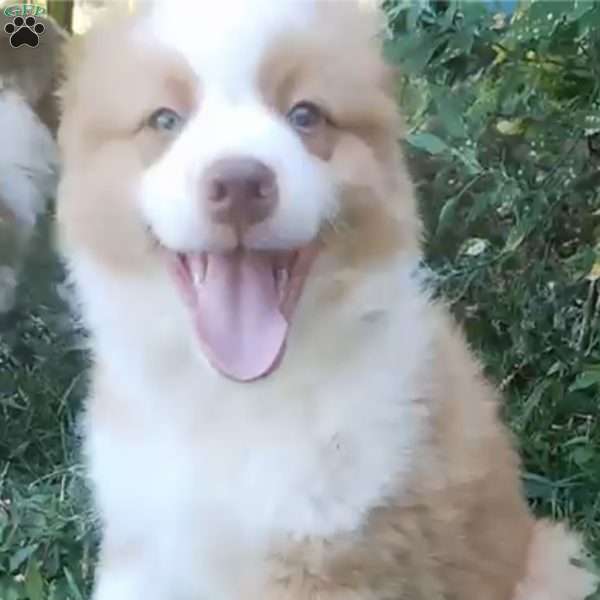 Rocky, Australian Shepherd Puppy